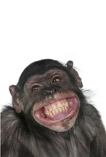 Sticker from Какашка компания стикеры
