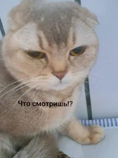 Sticker from Вася @tgfonts_bot