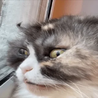 🤨 emoji Яна Цист Telegram sticker 16 of 35