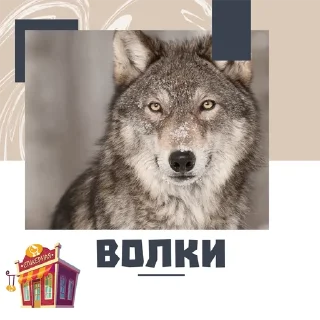 Sticker from Волки @stickernayaa