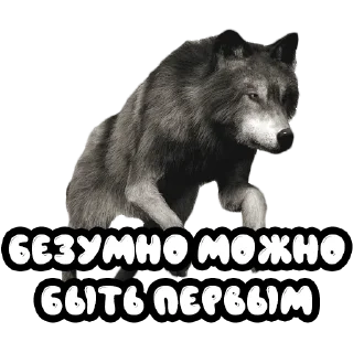 Sticker from Волки @stickernayaa
