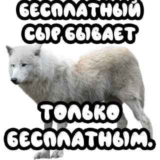 Sticker from Волки @stickernayaa