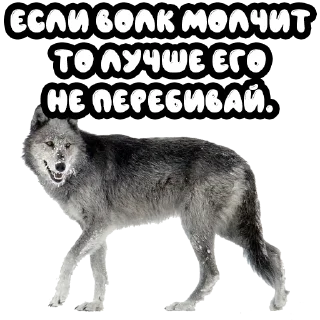 Sticker from Волки @stickernayaa