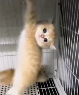 Sticker from Котик