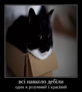 Sticker from Українські котики @k_ua_s