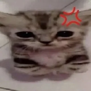 Sticker from Caaaaaaats