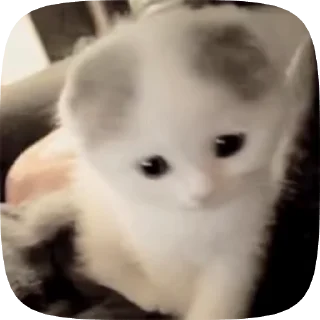 Sticker from кошенята | @krikolvix