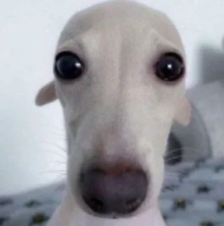 Sticker from собака