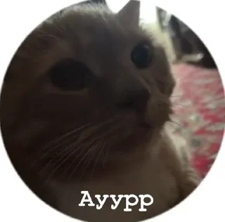 Sticker from Ayypp