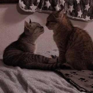 Sticker from kittens