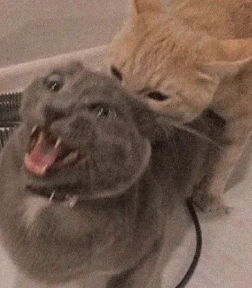 Sticker from kittens