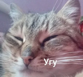 😴 emoji 🧡kotiki,...🧡 Telegram sticker 15 of 16