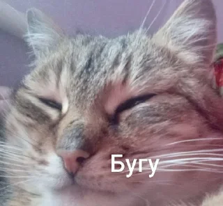😴 emoji 🧡kotiki,...🧡 Telegram sticker 16 of 16