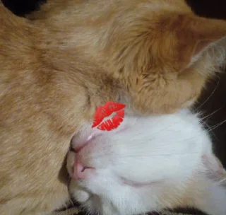 💋 emoji 🧡kotiki,...🧡 Telegram sticker 5 of 16
