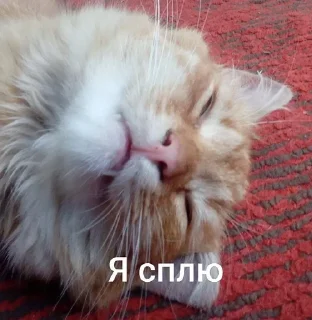 😴 emoji 🧡kotiki,...🧡 Telegram sticker 13 of 16
