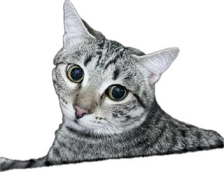 🌟 emoji Тугрик Telegram sticker 5 of 32