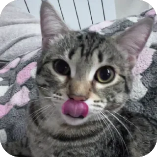 🫥 emoji Тугрик Telegram sticker 16 of 32