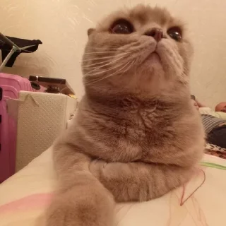 🙃 emoji Дарсик Telegram sticker 10 of 17