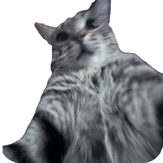 🫥 emoji Тугрик Telegram sticker 24 of 32