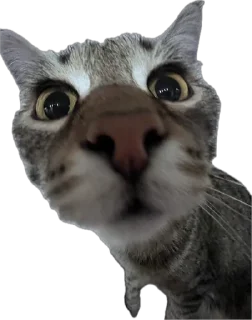 🌟 emoji Тугрик Telegram sticker 14 of 32