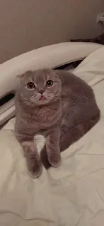 😛 emoji Дарсик Telegram sticker 8 of 17