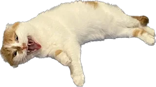 Фенита Ля Попита sticker 2