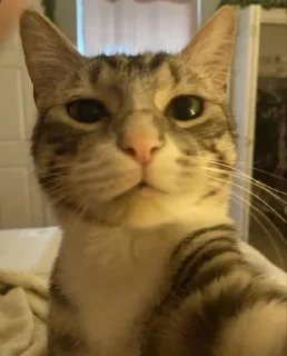 Sticker from Goofy Cats