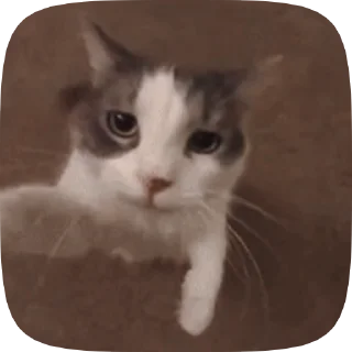 🐱 emoji Котятки 🖤 Telegram sticker 22 of 41