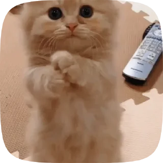 🐱 emoji Котятки 🖤 Telegram sticker 24 of 41