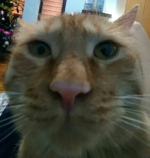Sticker from котятки