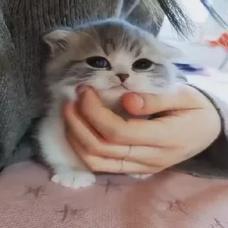 🐈 emoji Котятки 🖤 Telegram sticker 2 of 41