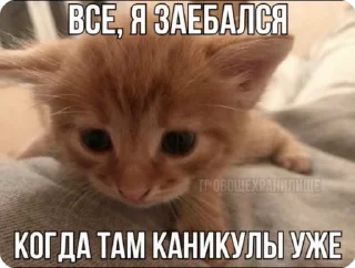 🌟 emoji Да хз ваще Telegram sticker 21 of 23