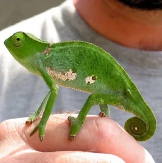 Sticker from 🦎 Quick Lizard