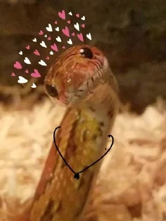🌟 emoji 🦎 Fun Lizard Telegram sticker 7 of 108