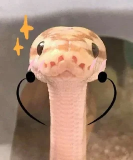 🌟 emoji 🦎 Fun Lizard Telegram sticker 1 of 108