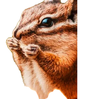 Sticker from 🦎 Willowy Lizard