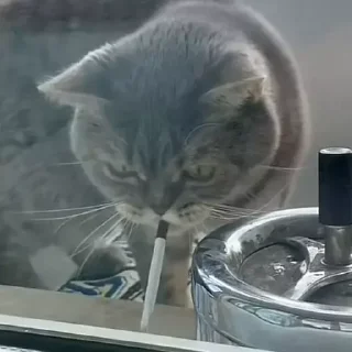 🚬 emoji Морды Telegram sticker 11 of 120