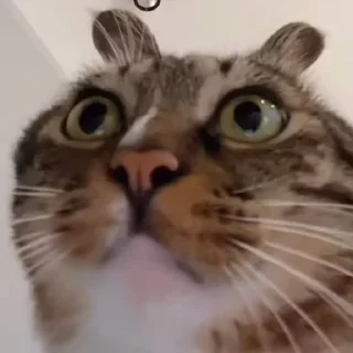 😨 emoji Морды Telegram sticker 7 of 120