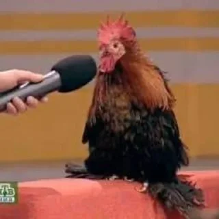 🐔 emoji пук пук пук — @ukrainianrzhekich Telegram sticker 19 of 76