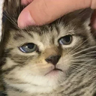 😾 emoji пук пук пук — @ukrainianrzhekich Telegram sticker 4 of 76