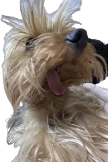 🌟 emoji Бартик2.0 Telegram sticker 3 of 14