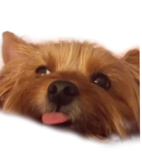 🥹 emoji бня как состояние души Telegram sticker 23 of 32