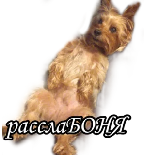 😎 emoji бня как состояние души Telegram sticker 19 of 32