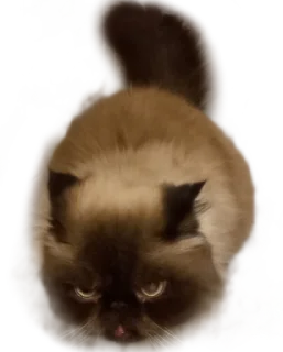 🙁 emoji бня как состояние души Telegram sticker 17 of 32
