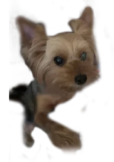 🥺 emoji бня как состояние души Telegram sticker 14 of 32
