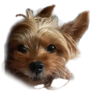 🙂 emoji бня как состояние души Telegram sticker 7 of 32