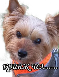 🤦‍♀ emoji бня как состояние души Telegram sticker 16 of 32