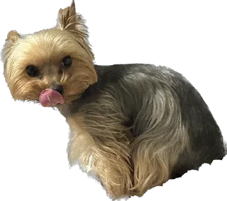 🌟 emoji Бартик2.0 Telegram sticker 14 of 14