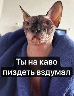 Sticker from Котовздор😸 @katherine_rine