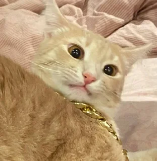 Sticker from Котовздор😸 @katherine_rine
